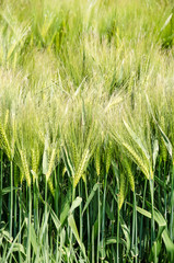 Image in portrait orientation of ears of barley in a field on a sunny day in the beginning of summer