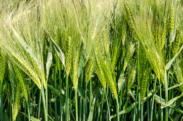 Close up of several ears of barley growing in a field on a sunny day in the beginning of summer