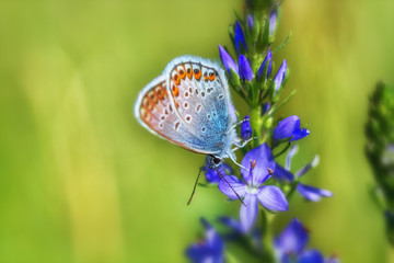 Beautiful butterfly in the green grass close-up outdoors