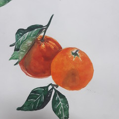 tomato on white background