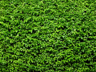 Obraz premium green leaf of bush in garden