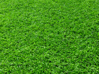 green grass lawn texture
