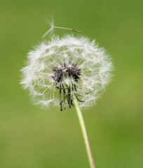 Fototapeta premium Dandelion