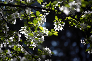 Apple blossoms