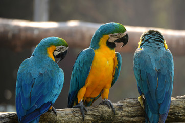 Macaw parrots, beautiful pets And the price is quite high