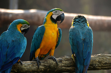 Macaw parrots, beautiful pets And the price is quite high.