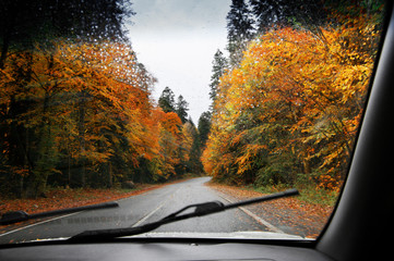 Road in autumnal rainy forest