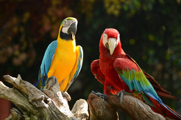 Macaw parrots, beautiful pets And the price is quite high