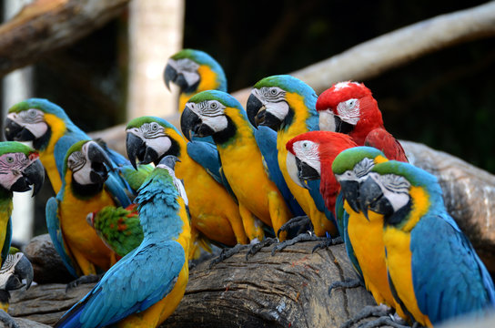 Macaw parrots, beautiful pets And the price is quite high