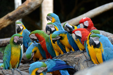 Plakat Macaw parrots, beautiful pets And the price is quite high