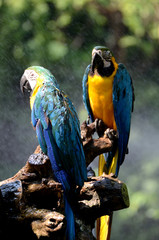 Macaw parrots, beautiful pets And the price is quite high