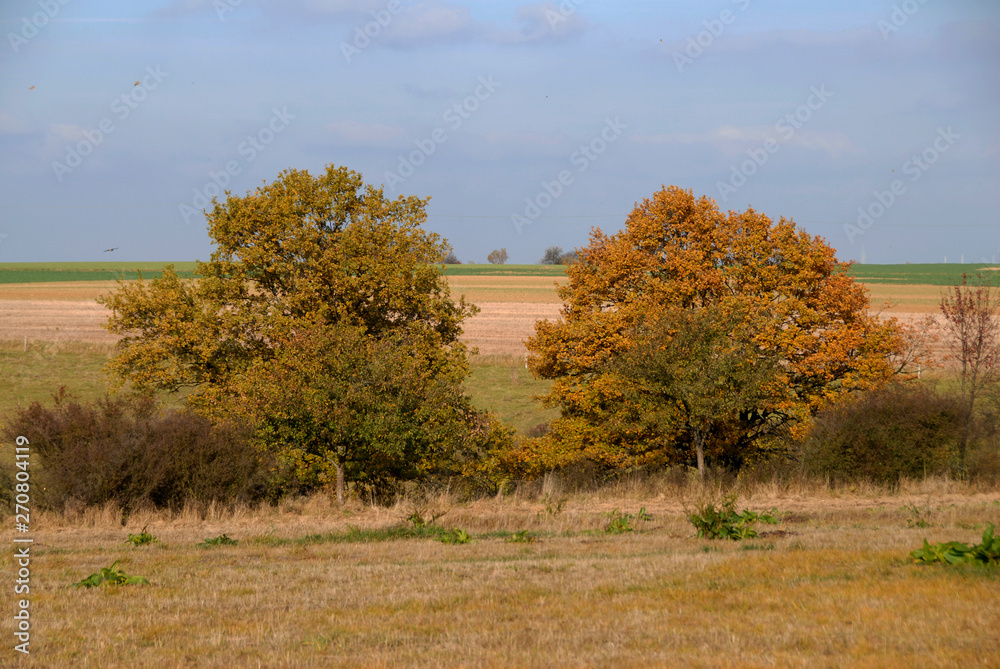 Canvas Prints Herbst