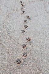 Paw prints on a sandy beach on the island of Barbados