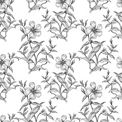 Seamless pattern of drawn wild roses