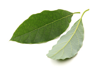 Fototapeta premium leaf of avocado tree isolated on white background