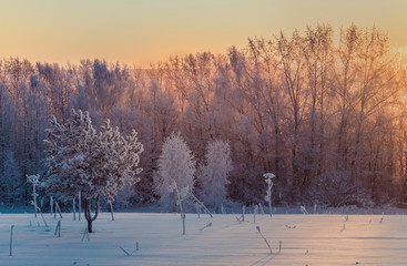 Beautiful winter morning landscape. A single frosty tree covered with frost on the background of tall trees in the morning sun.