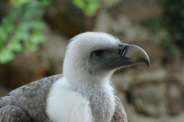 Vogel