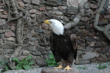 Vogel