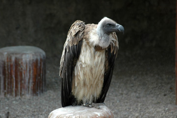Vogel