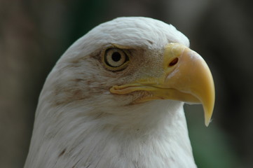 Vogel
