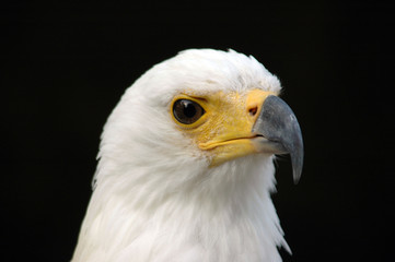 Vogel