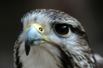 Vogel