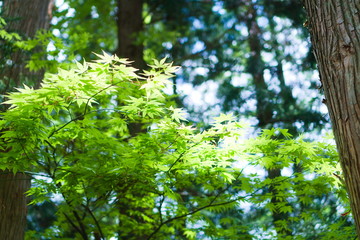 Leaves and forest in the Japanese mountain