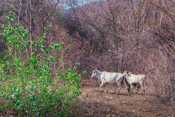 Obraz na płótnie Canvas Herd of cows walk for food on the side of the road in the midst of dry trees on April of Thailand.