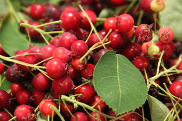 ジューンベリー