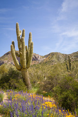 A Saguaro cactus in the desert of Arizona on a hill with a super bloom of California poppies at its base.