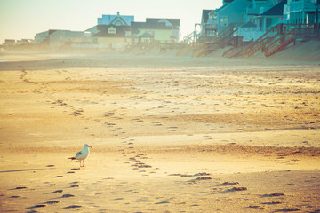 Fototapeta na wymiar A lone seagull standing on the sand of a beach in front of beach homes in the evening light.