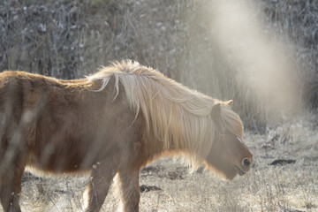 Pony