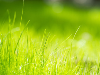 grass on green background