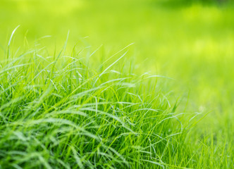 Green grass background