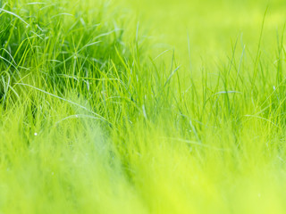 green grass background