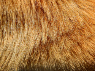 closeup dog hair