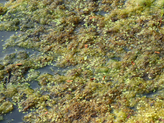Green algae growing on water in the pond