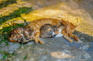 Close-up of ginger fluffy mother cat lying with her two baby kittens on ground. (pavement, walkway)