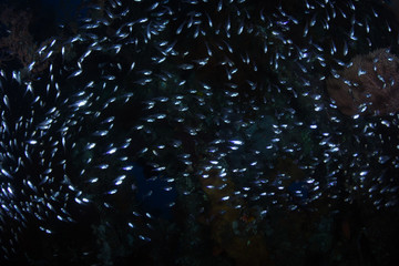Big school of glass fish. Liberty shipwreck. Tulamben, Bali, Indonesia.