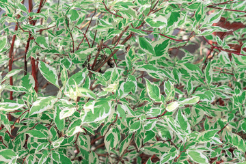 Ornamental shrub Derain White Elegantissima or Cornus alba.