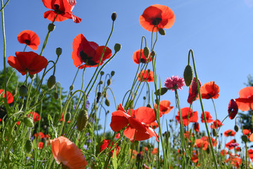 Obraz premium Beautiful meadow floral illuminated by the sunlight