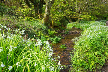 Woodland stream and Three-cornered Leek (Allium triquetrum), west Cornwall, England, UK.
