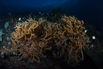Fototapeta na wymiar Amazing underwater world - big hard, soft corals. Blue clear sea water. Underwater background. Tropical seas. 