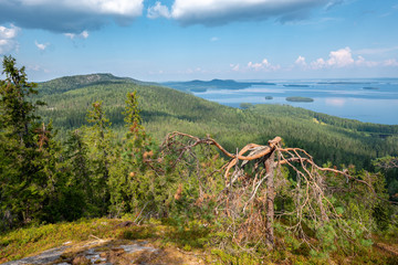 Finnish Landscape at Lake Pielinen in Koli National Park with gnarled tree in front of endless...