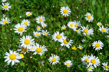 Fototapeta premium Wilde Margeriten, auf denen ein großer Käfer sitzt, in einer Blumenwiese
