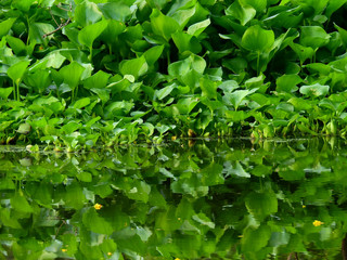 Fototapeta na wymiar water hyacinth in the pond