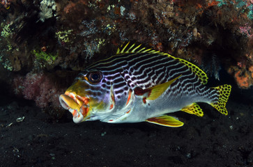 Fototapeta premium Amazing underwater world - Oriental Sweetlip (Plectorhinchus vittatus). Liberty wreck, Tulamben, Bali, Indonesia.