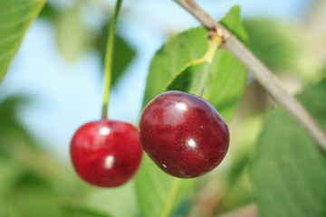 Red cherries on a tree against of green leaves with a blurred background.