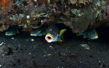 Amazing underwater world - Oriental Sweetlip (Plectorhinchus vittatus). Liberty wreck, Tulamben, Bali, Indonesia.