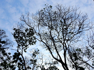 silhouette tree with blue sky